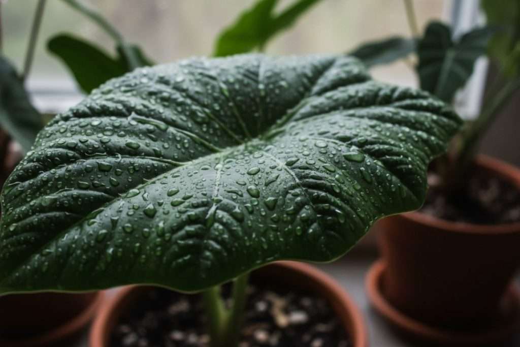 Alocasia Melo : entretien, conseils et astuces